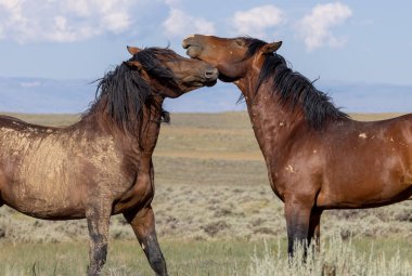 beautiful wild horses in summer in the Wyoming desert
