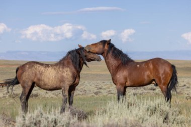 beautiful wild horses in summer in the Wyoming desert