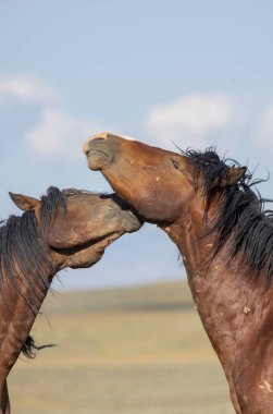 beautiful wild horses in summer in the Wyoming desert