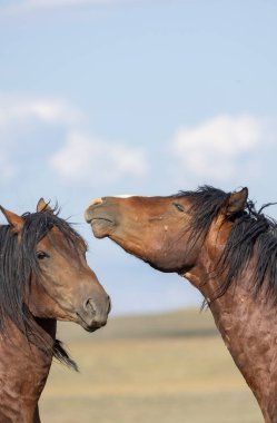 beautiful wild horses in summer in the Wyoming desert