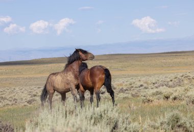 beautiful wild horses in summer in the Wyoming desert