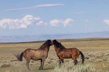 beautiful wild horses in summer in the Wyoming desert
