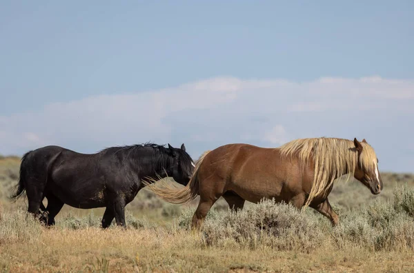 beautiful wild horses in summer in the Wyoming desert