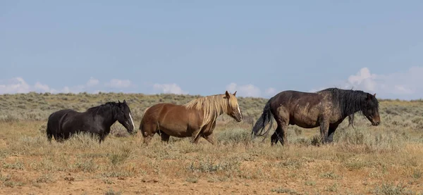 beautiful wild horses in summer in the Wyoming desert