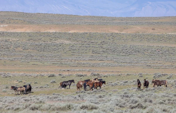 Beautiful Wild Horses Summer Wyoming Desert — 스톡 사진