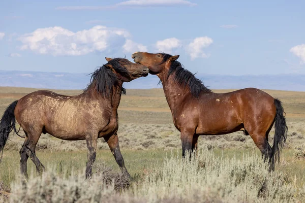 beautiful wild horses in summer in the Wyoming desert