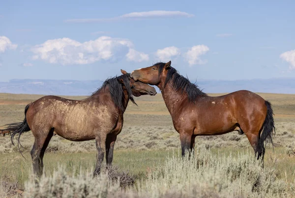 beautiful wild horses in summer in the Wyoming desert