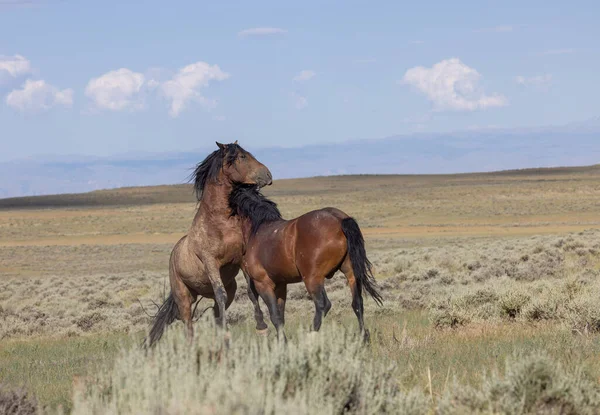 beautiful wild horses in summer in the Wyoming desert