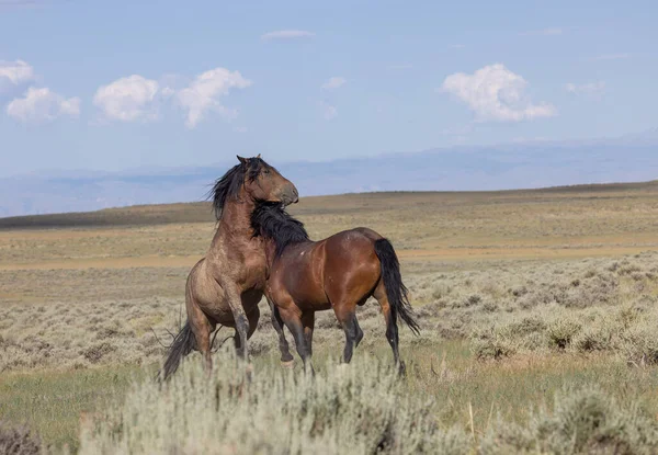 Beautiful Wild Horses Summer Wyoming Desert — Zdjęcie stockowe