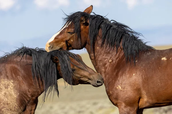 beautiful wild horses in summer in the Wyoming desert