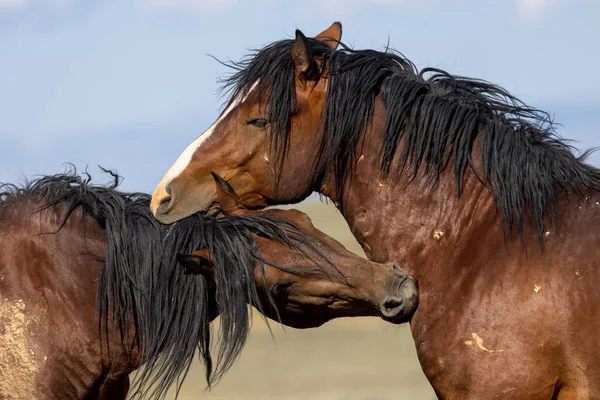 beautiful wild horses in summer in the Wyoming desert