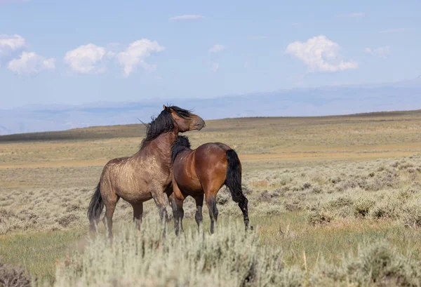 beautiful wild horses in summer in the Wyoming desert
