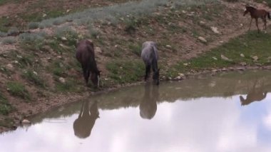 Wild Horses in Summer in the Pryor Mountains Wild Horse Range Montana