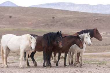 Utah çölünde ilkbaharda vahşi atlar
