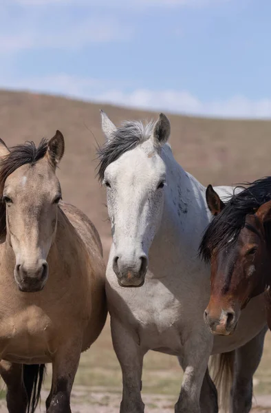 Divoké Koně Jaře Poušti Utah — Stock fotografie