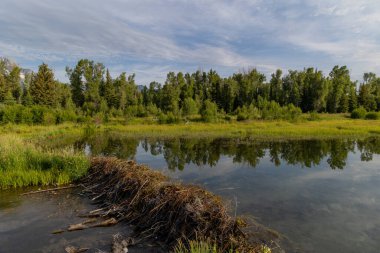 a scenic reflection landscape in the Tetons in summer
