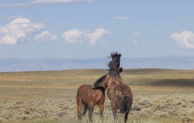 a pair of wild horse stallions fighting in summer in the Wyoming desert