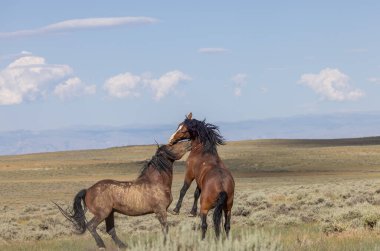 a pair of wild horse stallions fighting in summer in the Wyoming desert