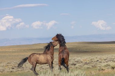 a pair of wild horse stallions fighting in summer in the Wyoming desert