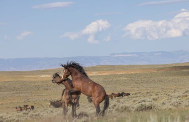 a pair of wild horse stallions fighting in summer in the Wyoming desert