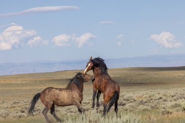 a pair of wild horse stallions fighting in summer in the Wyoming desert