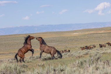a pair of wild horse stallions fighting in summer in the Wyoming desert