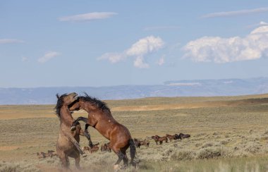 a pair of wild horse stallions fighting in summer in the Wyoming desert
