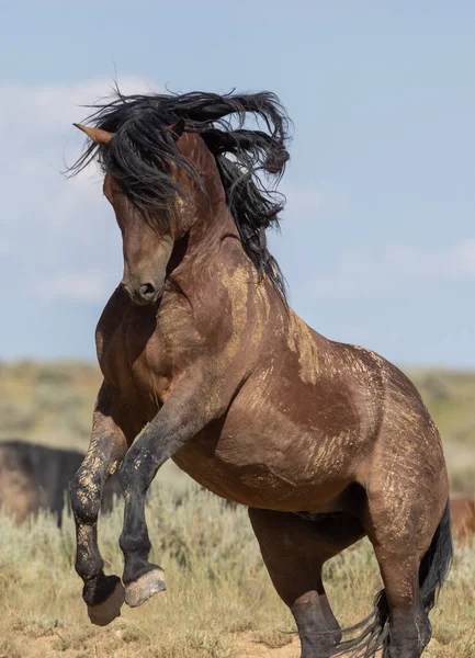 Pair Wild Horse Stallions Fighting Summer Wyoming Desert — Stockfoto