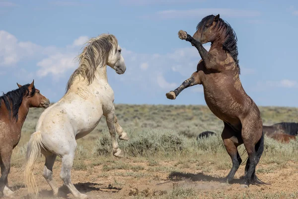 Pair Wild Horse Stallions Fighting Summer Wyoming Desert — Stock Fotó