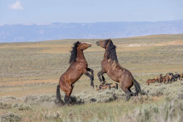 Pair Wild Horse Stallions Fighting Summer Wyoming Desert — Stock Photo, Image