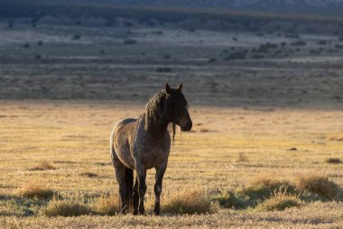 a beautiful wild horse at sunrise in the Utah desert in spring