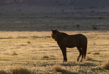 a beautiful wild horse at sunrise in the Utah desert in spring