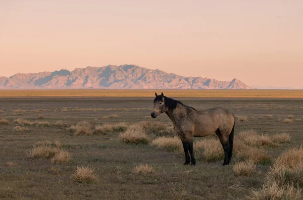 Beautiful Wild Horse Sunrise Utah Desert Spring — Stockfoto