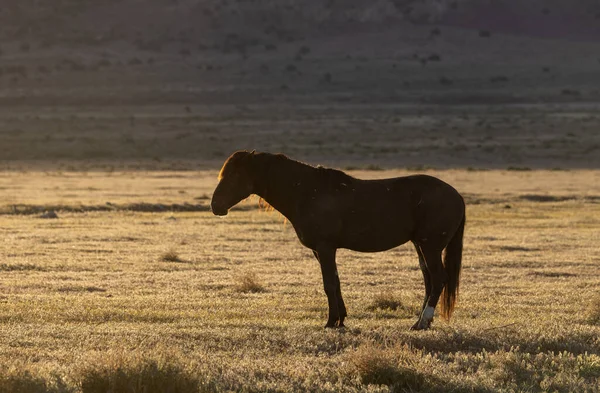 Beautiful Wild Horse Sunrise Utah Desert Spring — Foto de Stock