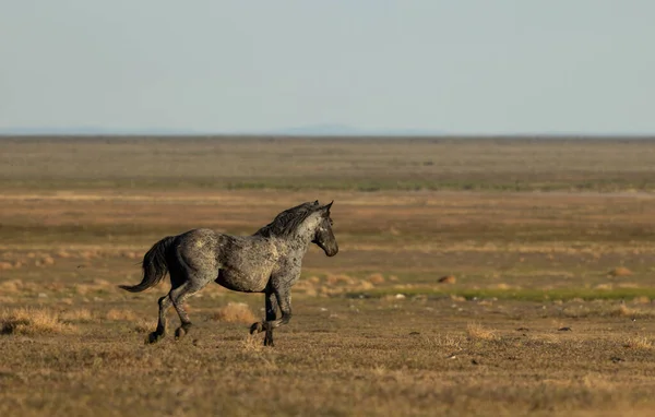 Beautiful Wild Horse Sunrise Utah Desert Spring — Stockfoto