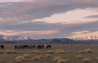 Utah çölünde ilkbaharda vahşi atlar