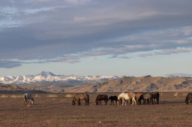 Utah çölünde ilkbaharda vahşi atlar