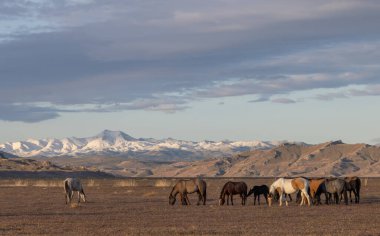 Utah çölünde ilkbaharda vahşi atlar