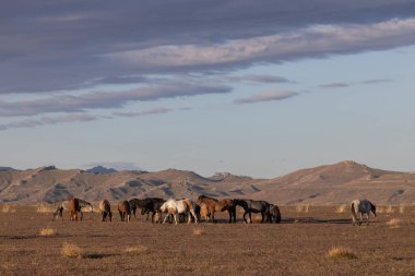 Utah çölünde ilkbaharda vahşi atlar