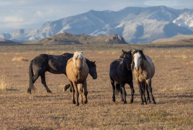 Utah çölünde ilkbaharda vahşi atlar