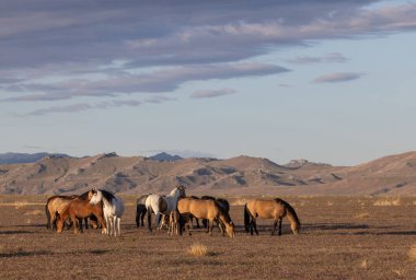 Utah çölünde ilkbaharda vahşi atlar