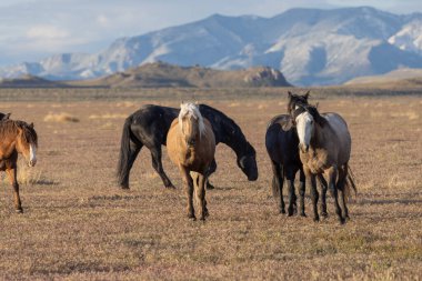Utah çölünde ilkbaharda vahşi atlar