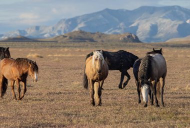 Utah çölünde ilkbaharda vahşi atlar
