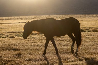 Utah çölünde ilkbaharda görkemli bir vahşi at.