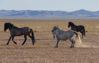 Utah çölünde ilkbaharda vahşi atlar