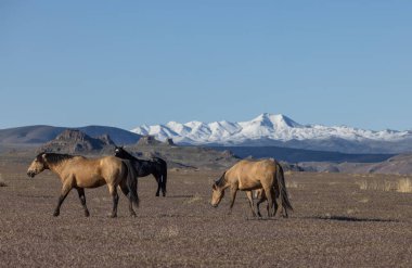 Utah çölünde ilkbaharda vahşi atlar