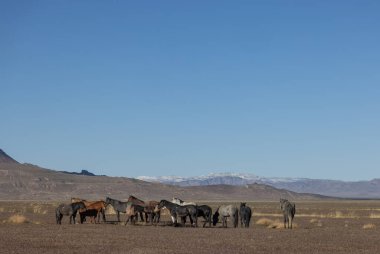 Utah çölünde ilkbaharda vahşi atlar