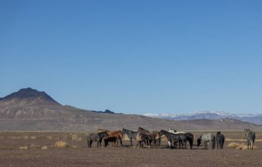 Utah çölünde ilkbaharda vahşi atlar