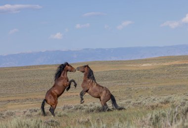a pair of wild horse stallions fighting in summer int he Wyoming desert