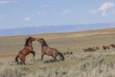 a pair of wild horse stallions fighting in summer int he Wyoming desert